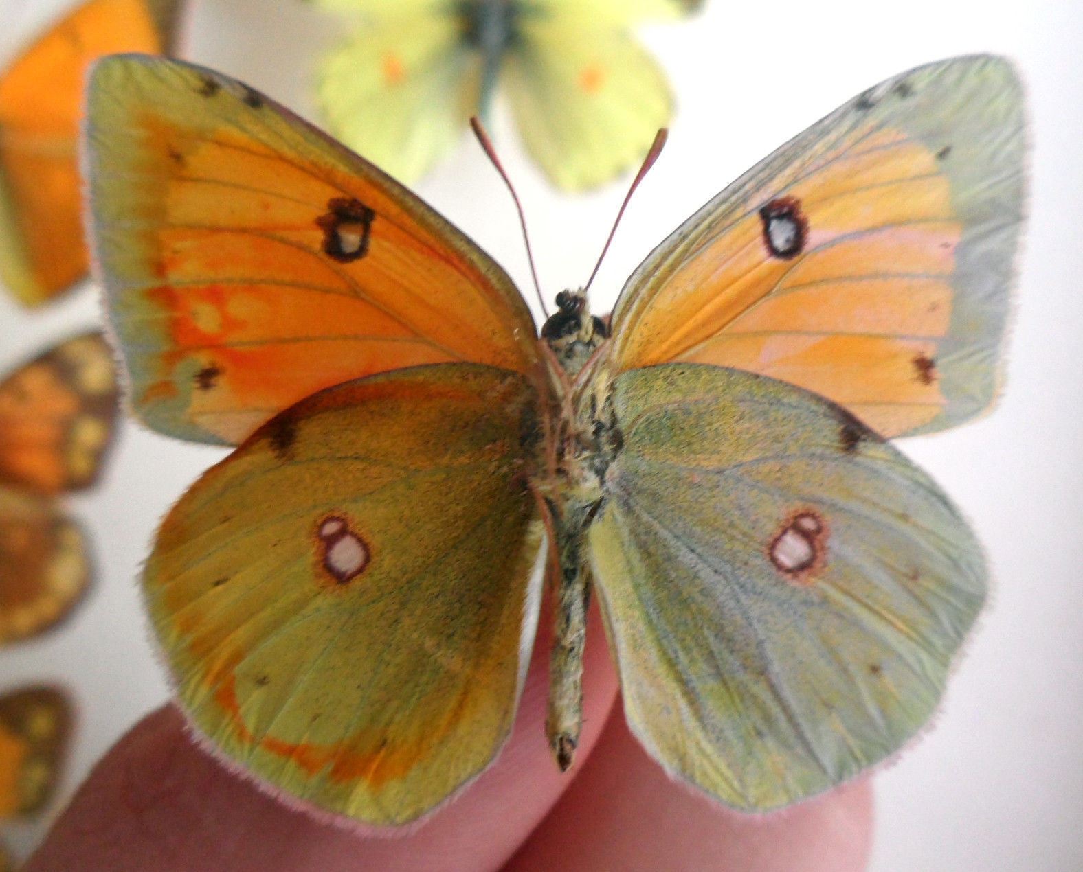 Colias Collection (russia)8 (Gynandromorph) (Internet Image property of respective owner, non-commercial use only)
